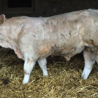 Charolais jungbullen Herdbuch 