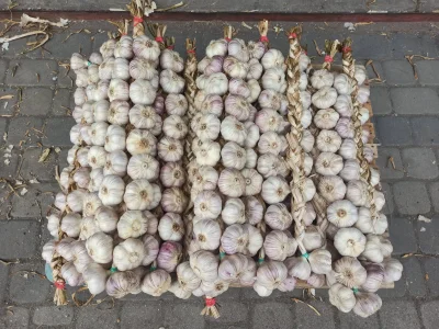 Polen knoblauch