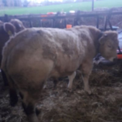 Verkaufe einen blonden Aquitaine Jungbullen
