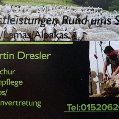 Schafschur und klauenpflegestand