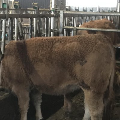 Verkaufe Hornlose PP Limousin-Jungrinder