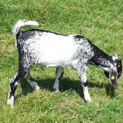 Anglo Nubier, HB Jungbock