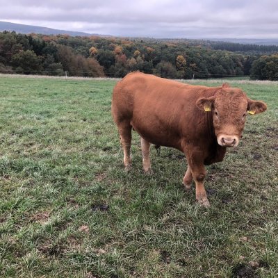 Limousin Deckbullen 