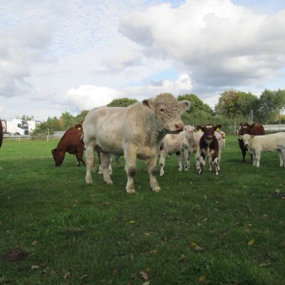 Ruhiger, weißer Shorthornbulle