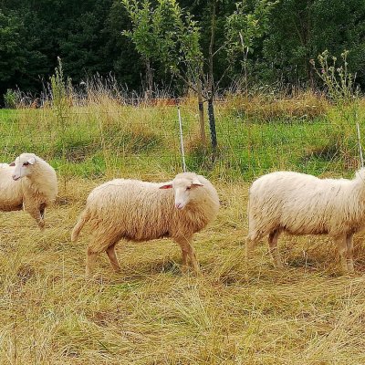 Krainer Steinschaf Lämmer Herdbuch 