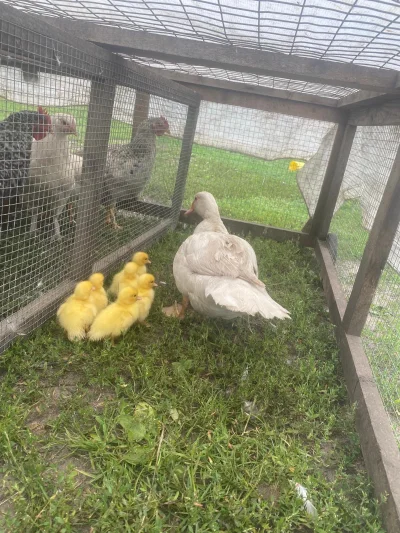 Ente mit 6 Küken, Naturbrut