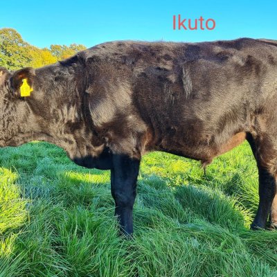 Fullblood Wagyu Absetzer zu verkaufen 