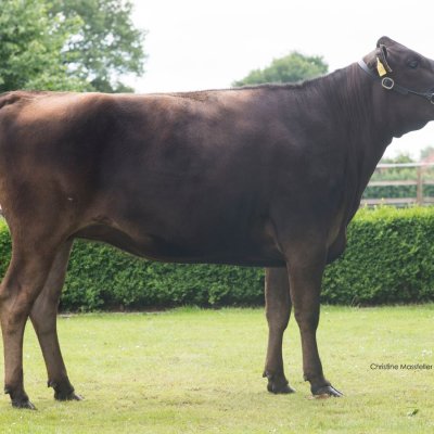 Top Wagyu Rinder aller Altersklassen zu verkaufen