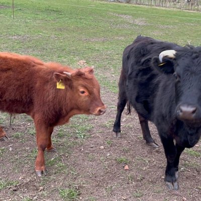 Herdbuch Dexterkuh  (geb. 21) mit ihrem Bullenkalb aus 2023