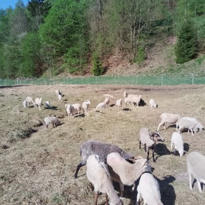 Heidschnucken 