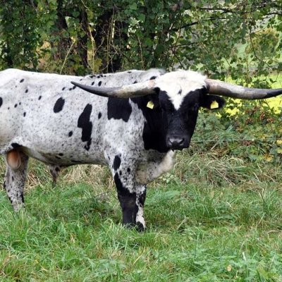 Texas Longhorn Zuchstier zu verkaufen