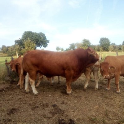Limousin-Bulle zu verkaufen 