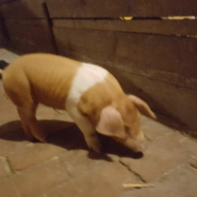 Rotbunte Husumer Ferkel Herdbuchzucht Bio