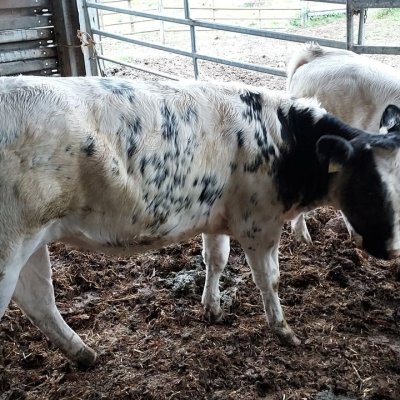 Mutterkalb Weiß Blau Belgier 