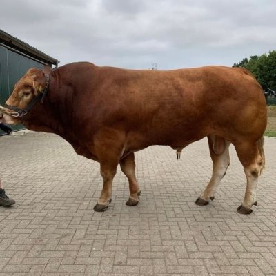 Limousin Herdbuch Deckbullen PP Pp gen. Hornlos 
