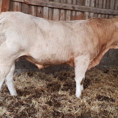 Blonde d Aquitaine  Deckbulle Pp