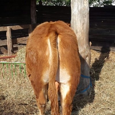 Verkaufe Limousin Bulle