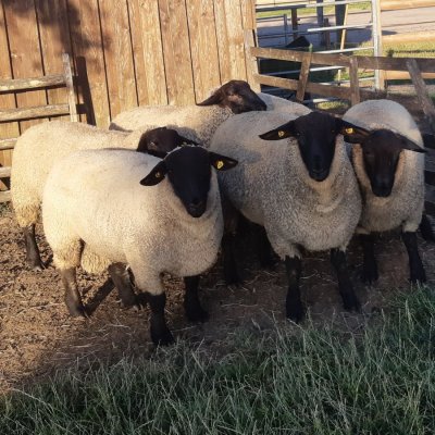 Suffolk Lammböcke und Mutterlämmer aus HB-Zucht zu verkaufen