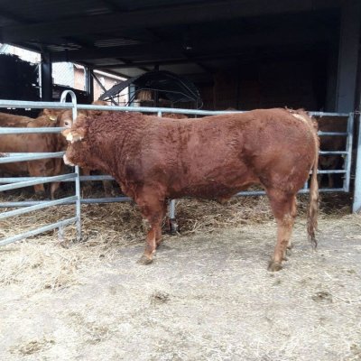 Limousin Deckbulle homozygot HB gekört geb. 08.01.2019