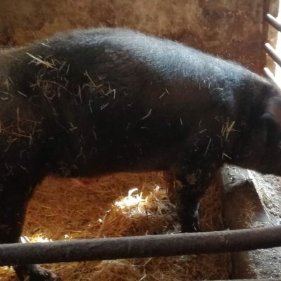 Duroc-Schlachtschwein vom Bauernhof