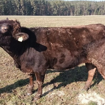 F1 Wagyu Färse tragend mit Fullblood Embryo
