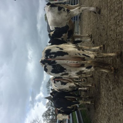 Holstein Rinder
