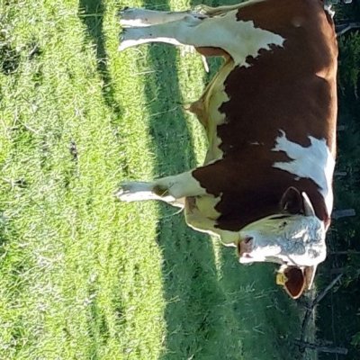 Fleckvieh Deckbulle von 06.2021