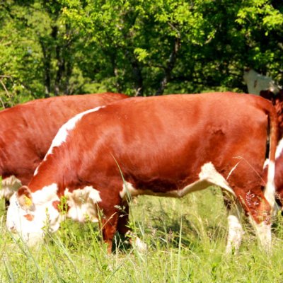 34 Purebred Hereford pregnant heifers for sale from one of the nicest hungarian farm