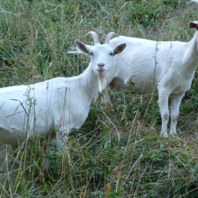 Milchziegen/WDE-Ziegen/Landschaftspfleger