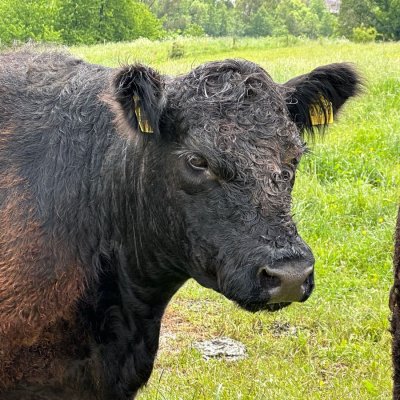 Tragende Kuh mit Kalb 