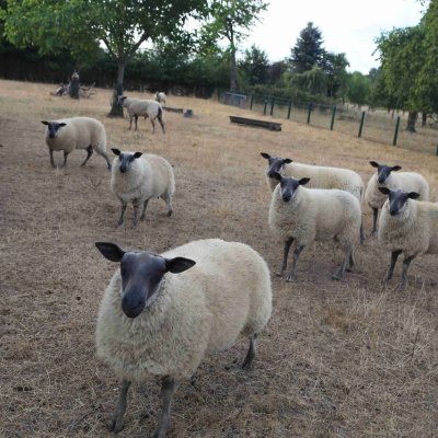 Blauköpfige Fleischschafe