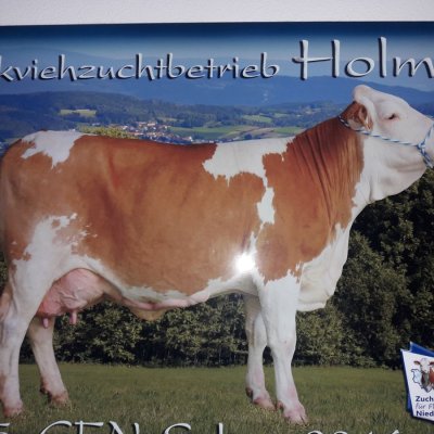 Fleckvieh Jungkuh Milchkuh