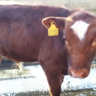 Angus x Holsteiner Fresser Absetzer Bulle