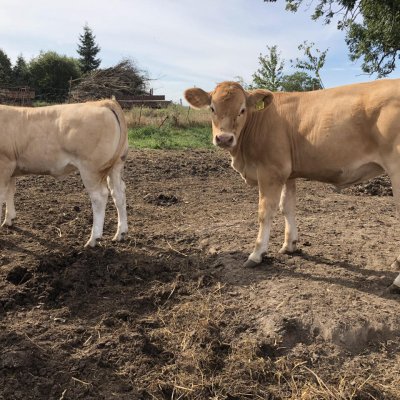 7 weibliche Blonde d´Aquitaine Absetzer zu verkaufen 