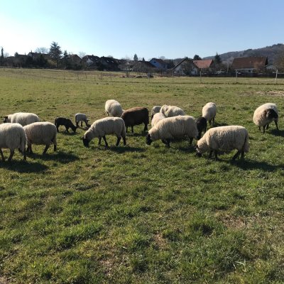 Verkaufe Schafe