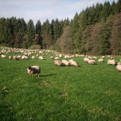 Jährlinge mit Lämmer der Rasse Coburger Fuchs - Rhönschafe