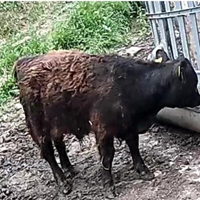 Galloway  Bulle Absetzer 