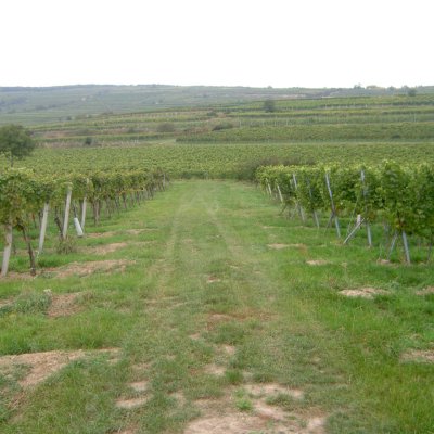 Weingut  in  Österreich