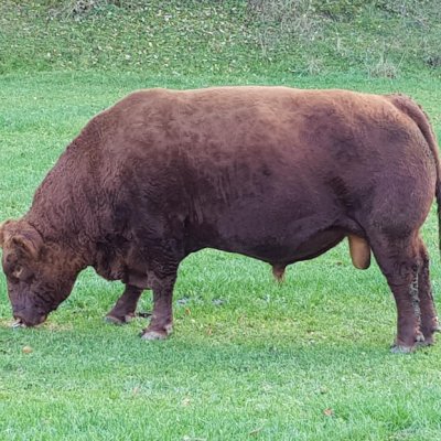 AA Altbulle rot Herdbuch