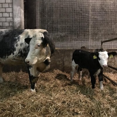 Weiß-Blaue Belgier Kuh mit Kalb Fleckvieh Rind Angus Charolais Limousin...