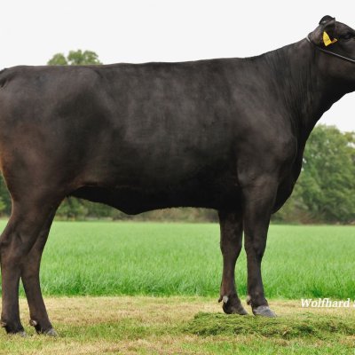 100% Fullblood Wagyu Jungbullen zu verkaufen