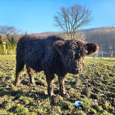 Galloway Bullen Absetzer 