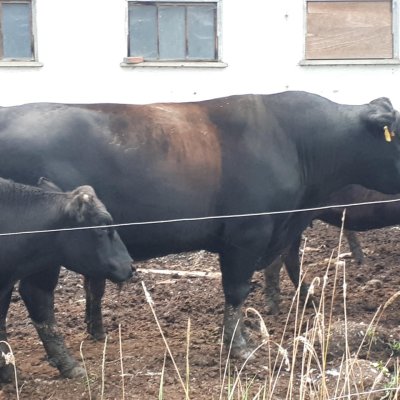 Aberdeenangus Deckbulle