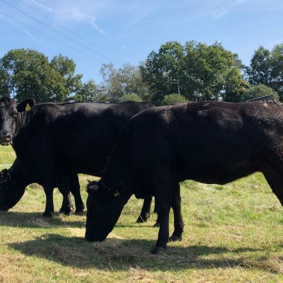 Wagyu F1 Kreuzung zu verkaufen (Rheingau-Taunus-Kreis) 