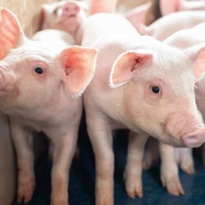 Ferkel zuverkaufen