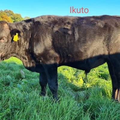 Fullblood Wagyu Absetzer zu verkaufen  - Bild 3