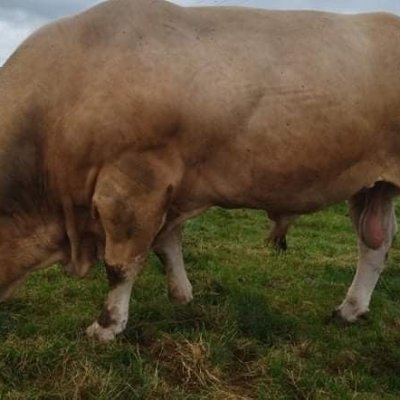 Wir bieten Rinder der exclusiven Rasse Blonde d'Aquitaine 