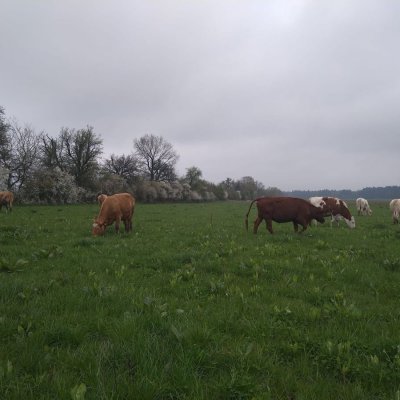 Herde bio zertifiziert ab 1.1.2024  - Bild 5