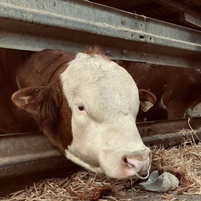 Fleckvieh Fleisch Herdbuch Zuchtbulle 