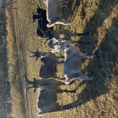 Blobe Ziege Österreich Tirol Gebirgsziege HB Bock Zuchttiere Goaß